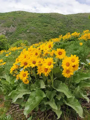 A meadow full of flowers near Centerville Utah