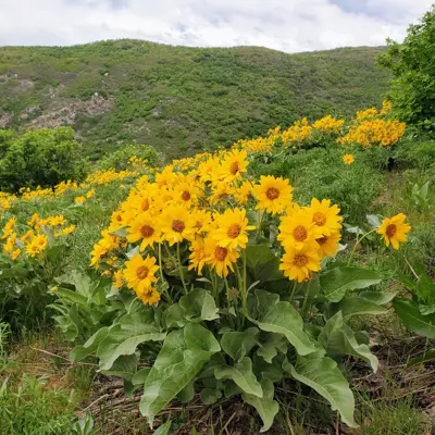 A meadow full of flowers near Centerville Utah