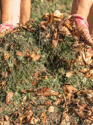 Gloved hands showing grass clipping and leaves in a pile