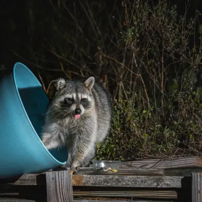a raccoon destroying a planter box on a porch of a residence