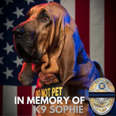 A hound dog in a K9 vest being honored for their passing away.