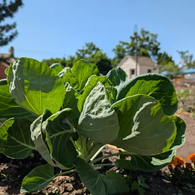 Bountiful crop amoung the community garden with whitaker outbuilding in the background on a sunny afternoon