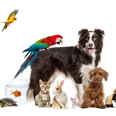 A picture of a dog, cat, bunny, parrot, turtle and ferret.