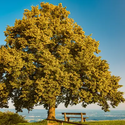 a large tree on top a hill with a bench underneath overlooking a valley