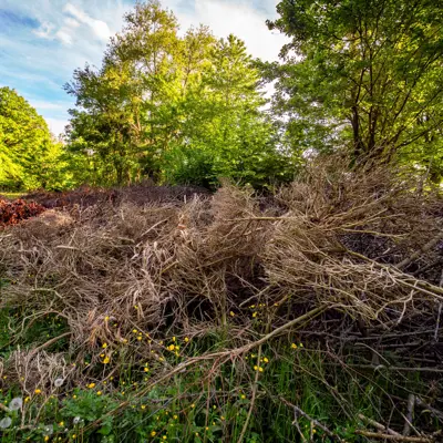 A picture of dead tree limbs and grasses ready to be recycled