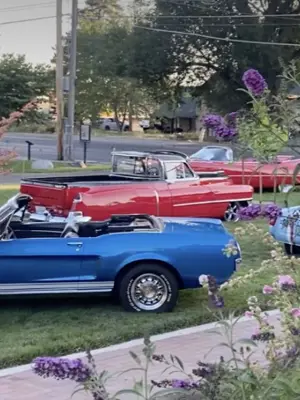 Vintage cars in the whitaker museum's yard