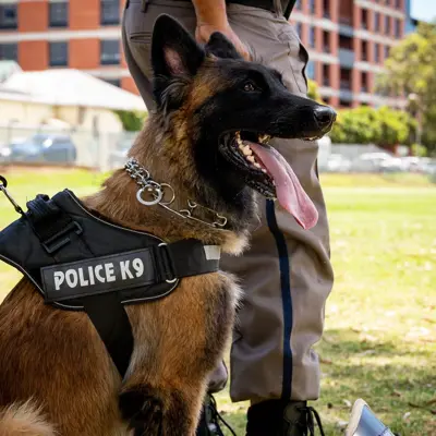 A dog with a K9 police vest on