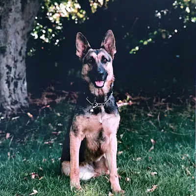 A German Shepard dog that worked as a police K9