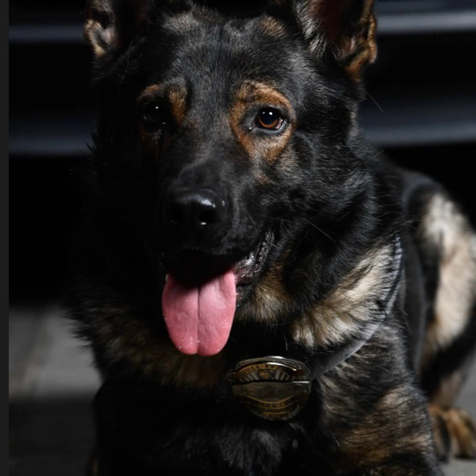 Remembering Fallen K9 Partners | Centerville City