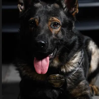 A black German Shepard that worked as a police K9
