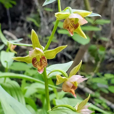 a close up a yellow flower in the mountains of Centerville